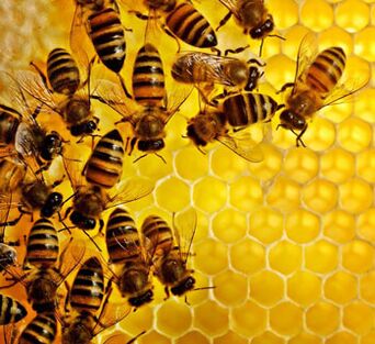 Пчелињи производи против упале у простати